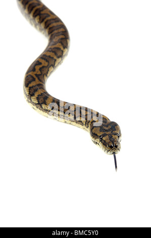 Morelia Spilota Variegata; Teppich-Schlange auf weißem Hintergrund Stockfoto