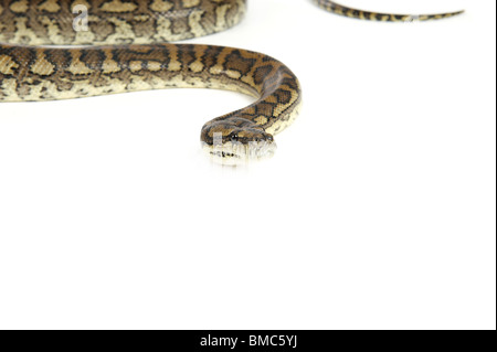 Morelia Spilota Variegata; Teppich-Schlange auf weißem Hintergrund Stockfoto