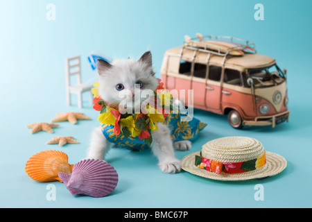 Rag Doll Kätzchen und Sommerurlaub Stockfoto