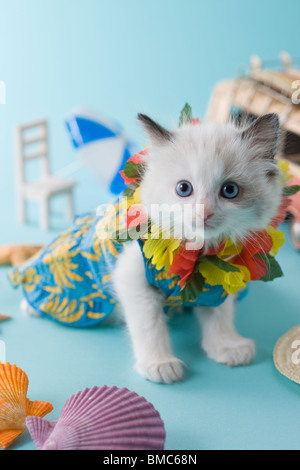 Rag Doll Kätzchen und Sommerurlaub Stockfoto