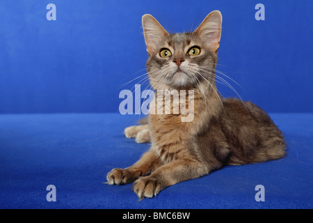 Blaue Somali / Somali blau Stockfoto