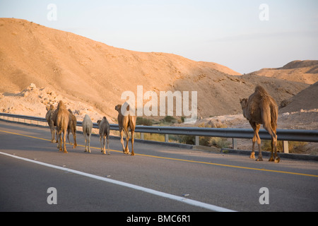 Kamele auf Sodom Arad Straße - Israel Stockfoto