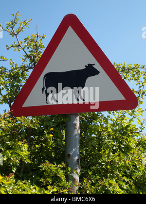 Ein Verkehrsschild Warnung für Kühe auf der Straße, Derbyshire England UK Stockfoto