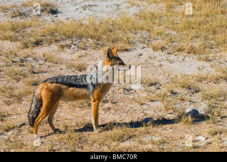 Erwachsenen Silber oder schwarz-backed Jackal (Canis Mesomelas) stehen - Etosha Nationalpark, Namibia, Afrika Stockfoto