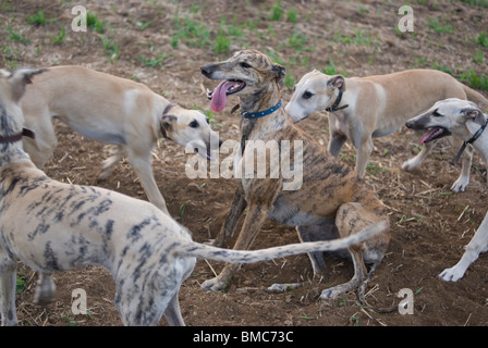 Windhunde in Fuente de Cantos. Provinz Badajoz. Extremadura. Spanien. Stockfoto