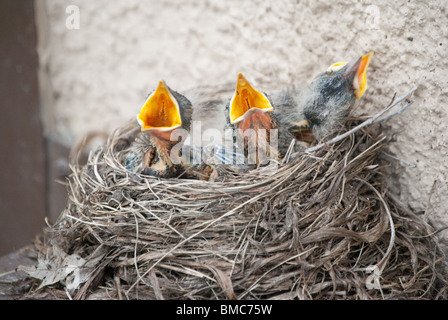 Drei Baby Robins mit Mund offen, hungrig und Fütterung im Nest. Stockfoto