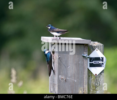 Baum schluckt mit einem Nest in ein Vogelhäuschen. Die Küken zu schützen. Stockfoto