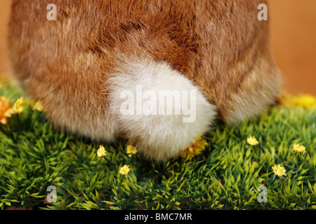 Kaninchen Schwanz / Schweif Kaninchen Stockfoto
