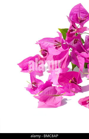 Rosa Bougainvillea Blumen auf weißem Hintergrund Stockfoto