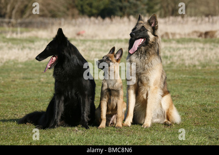 Belgische Schäferhunde / belgische Schäferhunde Stockfoto