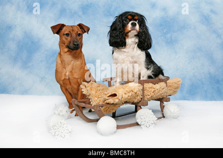 Hund Auf Schlitten / Hund auf Schlitten Stockfoto