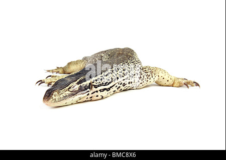 Varanus Panopes; Einem schlafenden Argus Monitor auf weißem Hintergrund Stockfoto