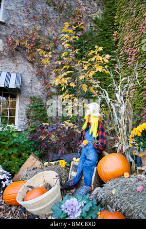 Eine Herbst Display außerhalb eines alten Gebäudes in Efeu bedeckt. Stockfoto