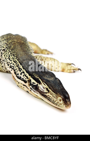 Varanus Panopes; Einem schlafenden Argus Monitor auf weißem Hintergrund Stockfoto