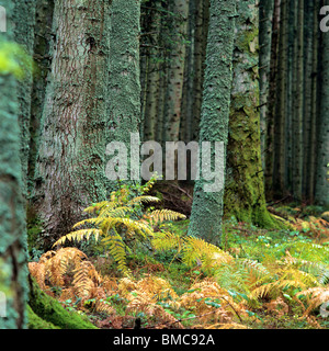 Herbstliche Unterholz. Stockfoto