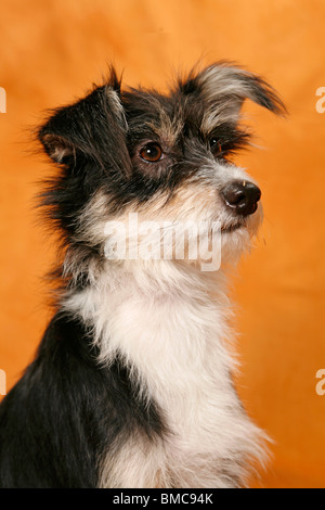 Mischling Portrait / Mongrel Portrait Stockfoto