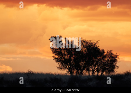 Sonnenuntergang mit Silhouette afrikanischen Akazien, Kalahari-Wüste, Südafrika Stockfoto