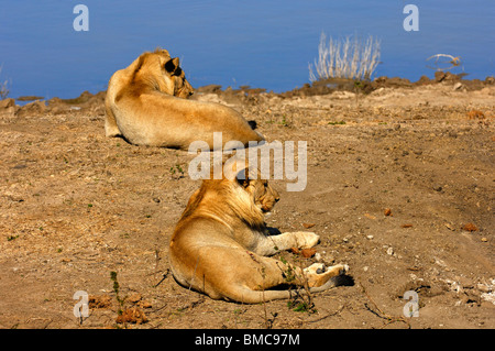 Zwei junge Löwen liegen auf der Lauer Beute an einem Wasserloch, Madikwe Game Reserve, Südafrika Stockfoto