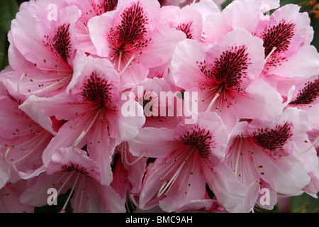 Rosa Rhododendron mit Abfackeln Red Centre In Liverpool, Merseyside, England genommen Stockfoto