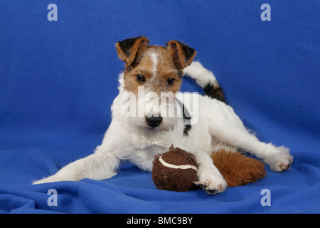 Foxterrier Welpe / Foxterrier Welpen Stockfoto