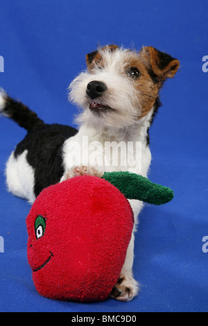 Foxterrier Welpe / Foxterrier Welpen Stockfoto