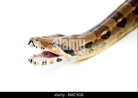 Boa Constrictor Schlange auf weißem Hintergrund Stockfoto