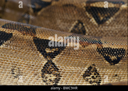 Boa Constrictor Schlange auf weißem Hintergrund Stockfoto