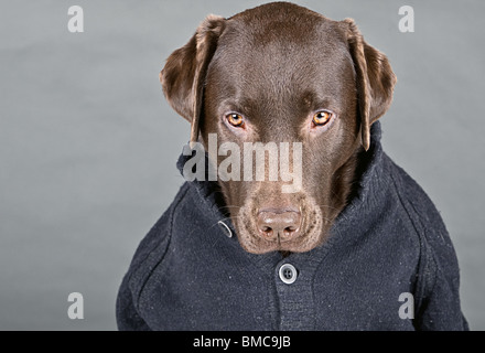 Schuss von Chocolate Labrador in Jumper auf der Suche nach unten Stockfoto