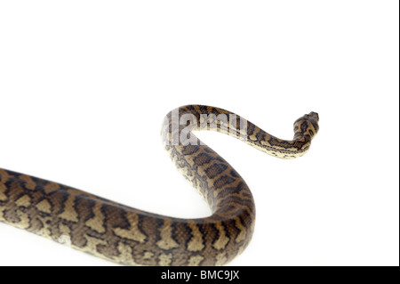 Morelia Spilota Variegata; Teppich-Schlange auf weißem Hintergrund Stockfoto