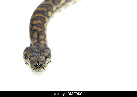 Morelia Spilota Variegata; Teppich-Schlange auf weißem Hintergrund Stockfoto