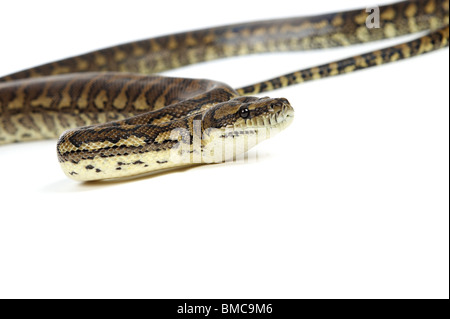 Morelia Spilota Variegata; Teppich-Schlange auf weißem Hintergrund Stockfoto