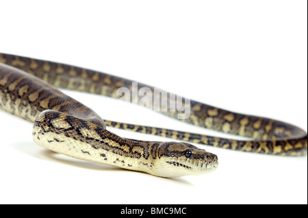 Morelia Spilota Variegata; Teppich-Schlange auf weißem Hintergrund Stockfoto