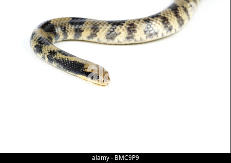 False Water Cobra Schlange (Hydrodynastes gigas) auf weißem Hintergrund Stockfoto