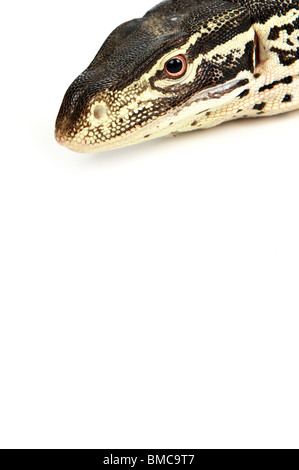 Varanus Panopes; Ein Argus Monitor auf weißem Hintergrund Stockfoto