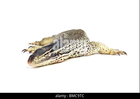 Varanus Panopes; Einem schlafenden Argus Monitor auf weißem Hintergrund Stockfoto