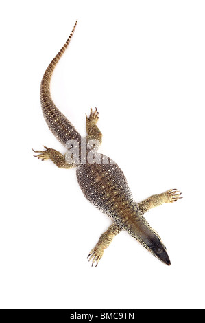 Varanus Panopes; Einem schlafenden Argus Monitor auf weißem Hintergrund Stockfoto