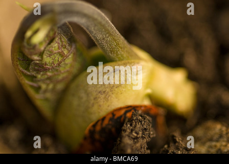 Runner Bean hautnah Stockfoto