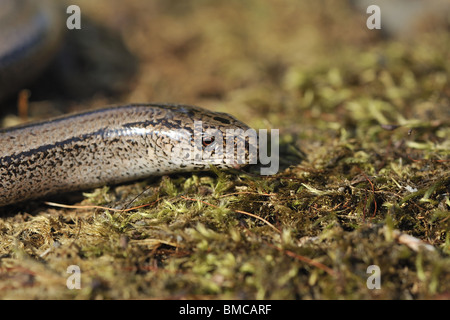 Weibliche Blindschleiche (geschiedenen Fragilis) - Kopf Detail Stockfoto