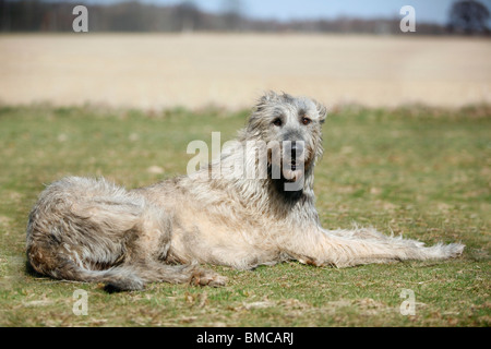 Irischer Wolfshund Stockfoto