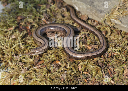 Weibliche Blindschleiche (geschiedenen Fragilis) kriechen auf bemoosten Stein Stockfoto