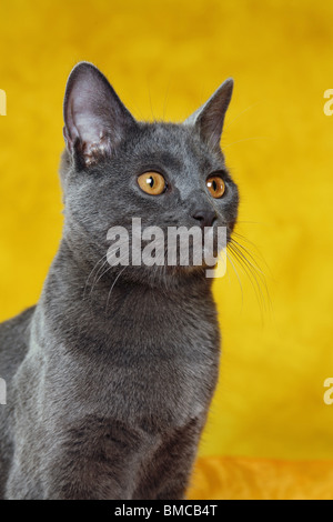 Backmischung Kartäuser / Chartreux Stockfoto