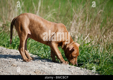 American Pit Bull Terrier Welpe / Welpen Stockfoto