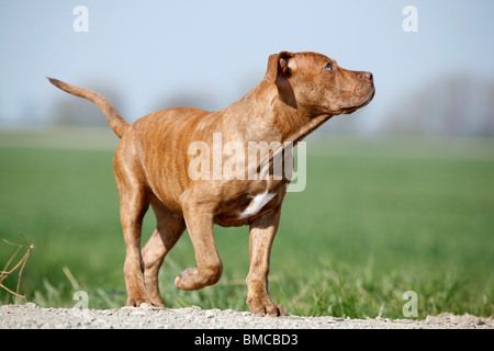 American Pit Bull Terrier Welpe / Welpen Stockfoto