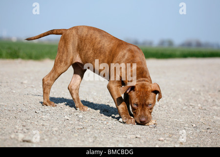 American Pit Bull Terrier Welpe / Welpen Stockfoto