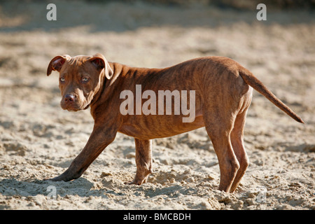 American Pit Bull Terrier Welpe / Welpen Stockfoto