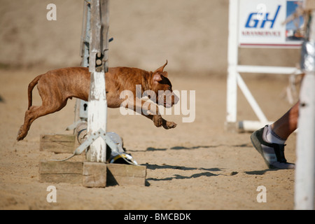 American Pit Bull Terrier Welpe / Welpen Stockfoto