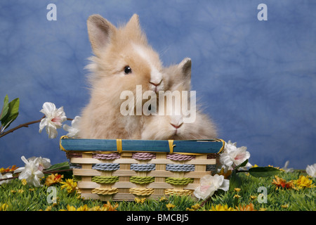 Löwenmähnenzwerge / Pygmäen Bunnys Stockfoto