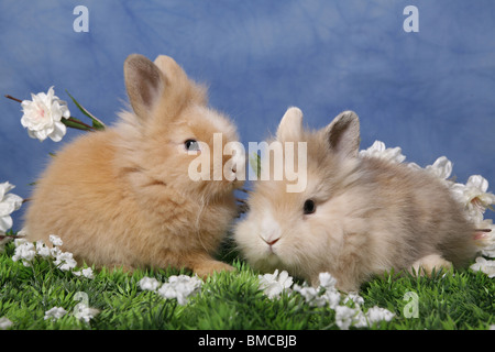 Löwenmähnenzwerge / Pygmäen Bunnys Stockfoto