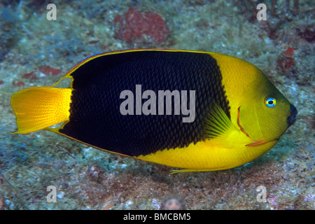 Rock-Schönheit, Holacanthus Tricolor, Ilha Escalvada, Guarapari, Espírito Santo, Brasilien Stockfoto