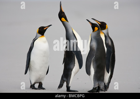 Königspinguin, Königspinguin, Aptenodytes Patagonicus, Gruppe stehend auf freiwilliger Strand, Volunteer Point, Falkland-Inseln Stockfoto